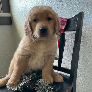 Golden Retriever Puppy Male