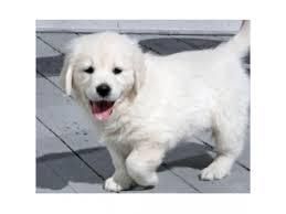 Golden retriever puppies-kc reg full ped