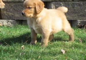 Golden Retriever Puppies for Sale