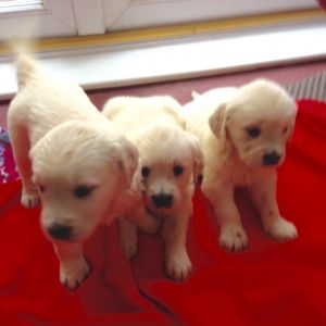 Golden Retriever Puppies Available
