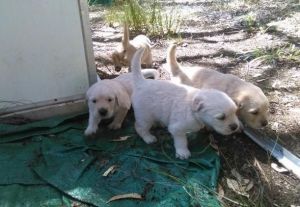 Adorable Golden Retriever Puppies Ready