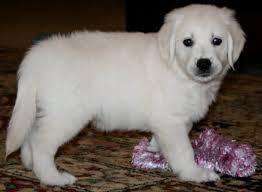 Cute Labrador retriever Puppies Available