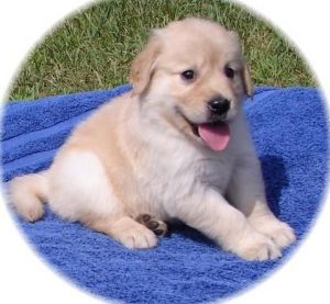 Healthy Akc Golden Retriever Puppies