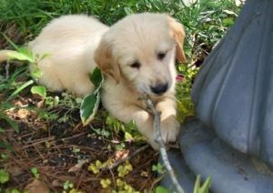 Beautiful Golden Retrievers puppies for sale