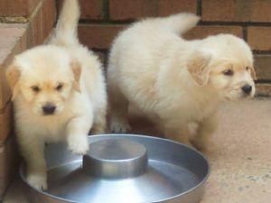 golden retriever puppies for sale