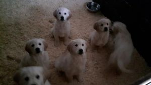 Well Train Golden Retriever Puppies