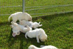 Golden Retriever Pups (half English Creme)