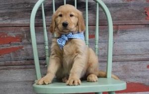 Healthy Golden Retriever Puppies.text ***