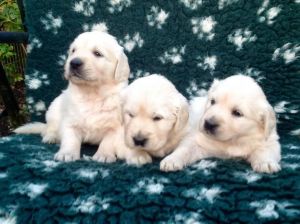Golden Retriver Puppies