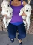 Akc Purebred Golden Retriever Puppies Available