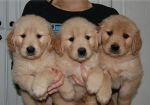 Akc Registered Golden Retriever Pups For Sale