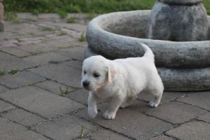 Golden Retriever Now Available