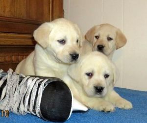 English Cream Golden Retriever Puppies