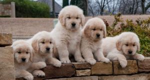 dfcfv Golden Retriever Puppies