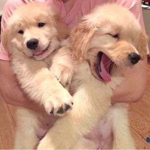 gorgeous golden retriever puppies for a new home
