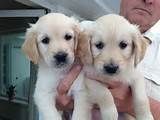 x-mass golden retriever puppies