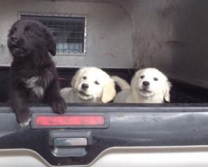 Golden Retriever puppies for sale
