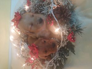 Golden Retrievers For Sale