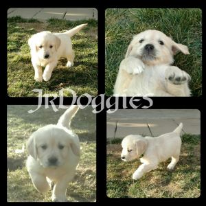 AKC English Golden Retrievers
