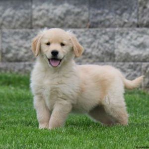 Golden Retriever Puppies For Sale