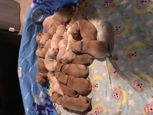 Akc registered golden retrievers puppies