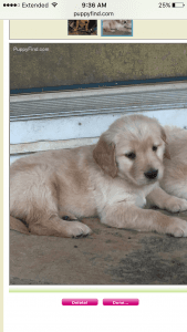 AKC golden retrievers