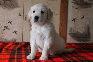 Kim golden english cream