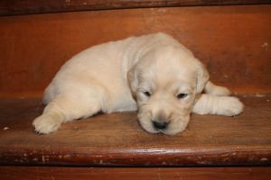 AKC Golden Retriever Puppies