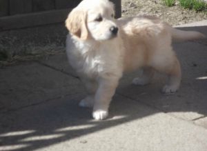 Golden Retriever Puppy