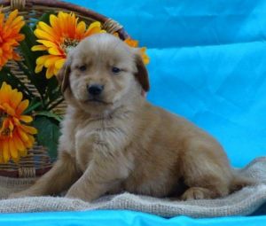 Registered Golden Retriever Puppies