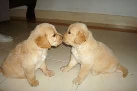 Stunning Golden Retriever Puppies