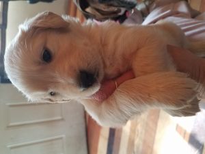 Golden Retriever Puppies
