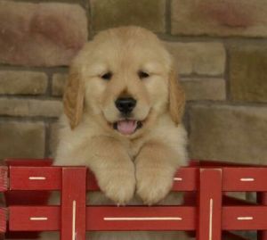 golden retriever puppies for sale