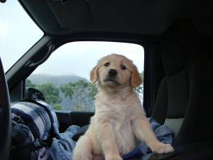 Goldern retriever puppies 12 weeks old (***) ***-***6