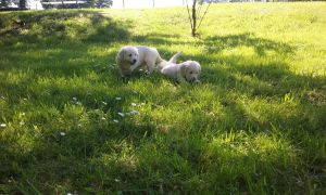Golden Retriever Pups