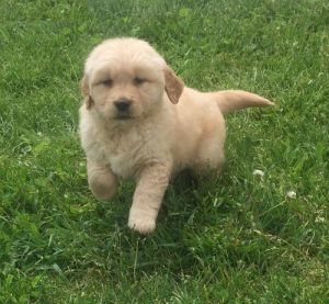 GOLDEN RETRIEVER pups