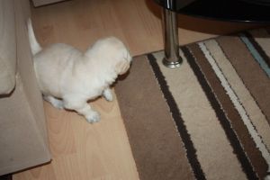 Beautiful Golden Retriever Puppys..... (***) ***-***2