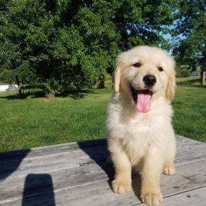 Absolutely beautiful Golden Retriever puppies