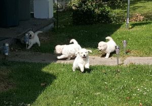 Exceptional Golden Retriever Puppies