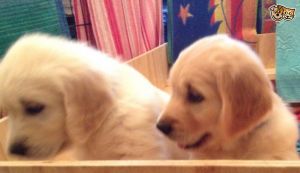 Playfull Golden Retriever pup