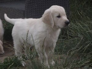 Golden Retriever Puppies