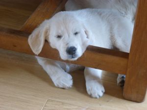 Beautiful Goberian Puppies -1 Girl Left