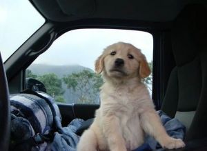 Golden Retriever Puppies Available ***