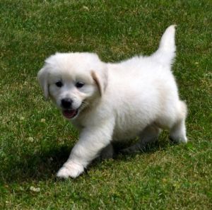 Clean Golden Retriever Puppies For Sale
