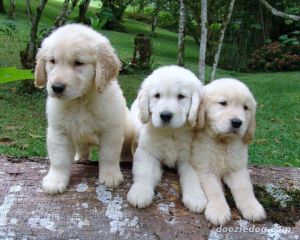Golden retriever puppies