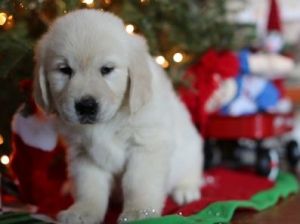 Excellent Golden Retriever Puppies - 400.00 US$