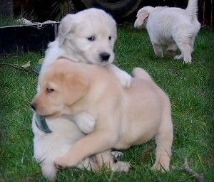 Golden Retriever Puppies For Adoption