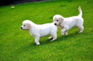 Golden Retriever Puppies