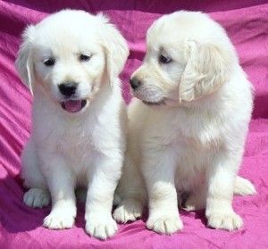 Playful Golden Retriever Puppies