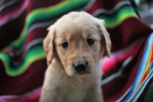 Spectacular AKC Golden Retriever puppies